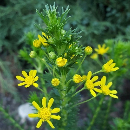 Honeybush