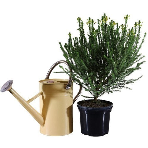 Honeybush