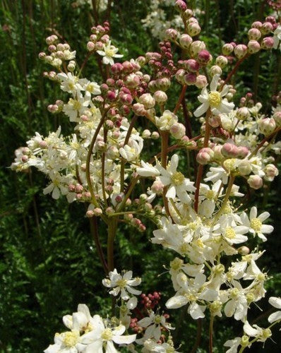Filipendula vulgaris