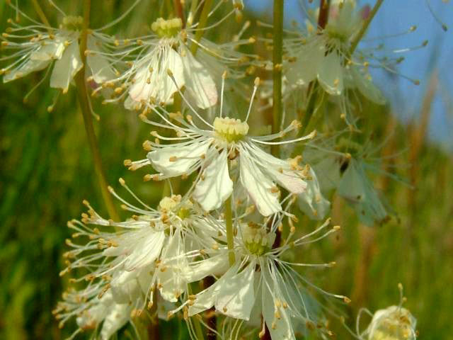 Filipendula vulgaris