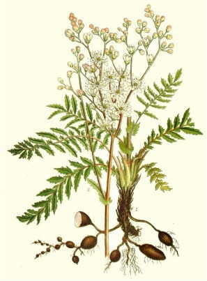 Filipendula vulgaris