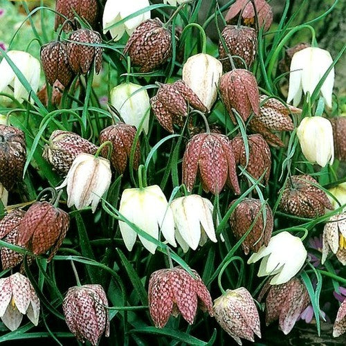Fritillaria meleagris
