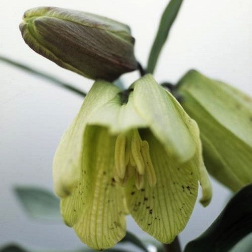 Fritillaria pallidiflora
