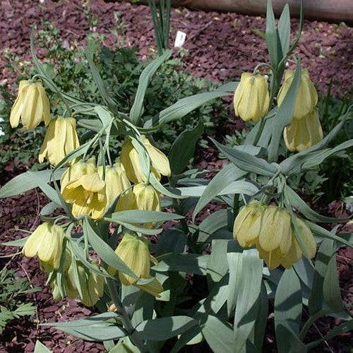 Fritillaria pallidiflora