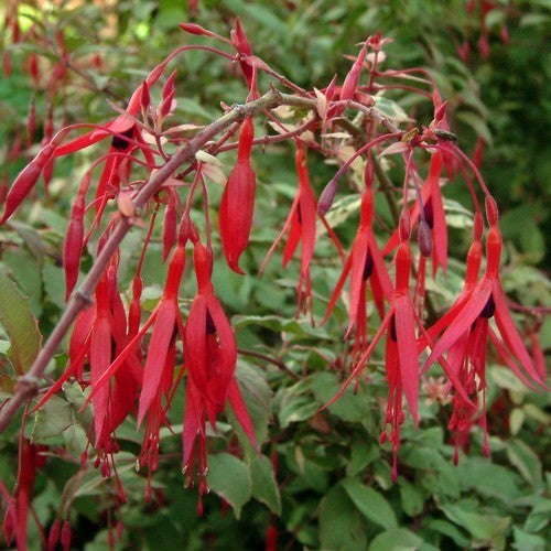 Fuchsia magellanica