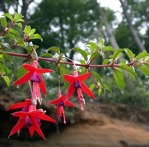 Fuchsia magellanica