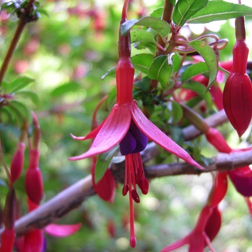 Fuchsia magellanica
