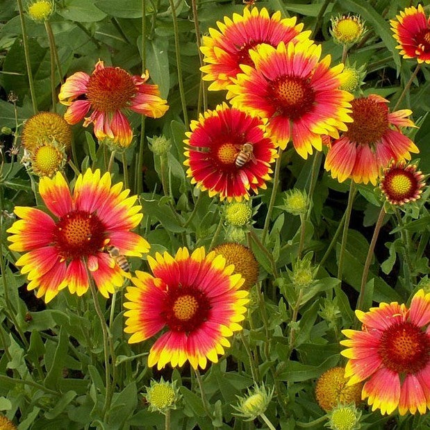 Gaillardia aristata 'Kobold' / 'Goblin'