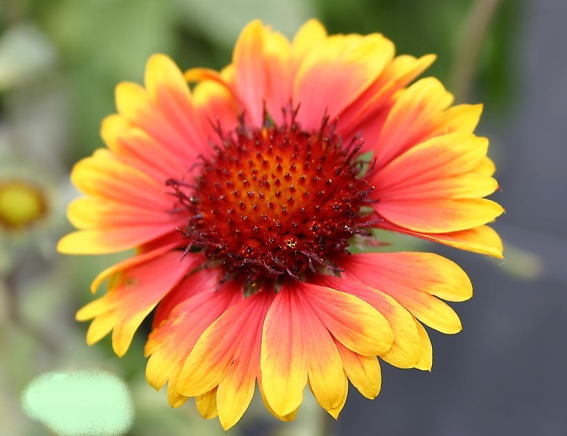 Gaillardia aristata 'Kobold' / 'Goblin'