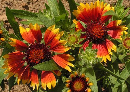Gaillardia aristata 'Kobold' / 'Goblin'