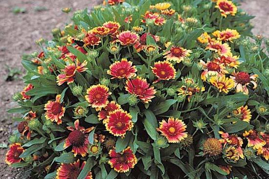 Gaillardia aristata 'Kobold' / 'Goblin'