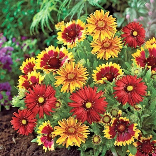 Gailardia aristata 'Mixed Species'