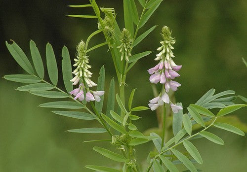 Goat's rue