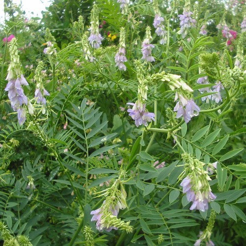 Goat's rue