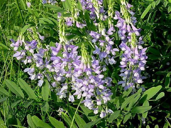 Goat's rue