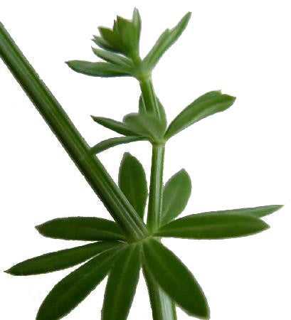 Hedge bedstraw