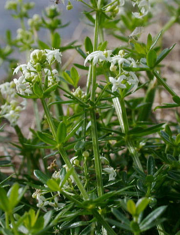 Hedge bedstraw