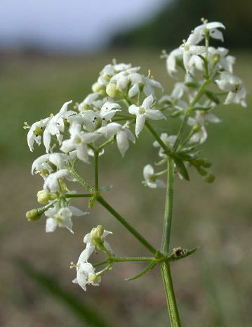 Hedge bedstraw