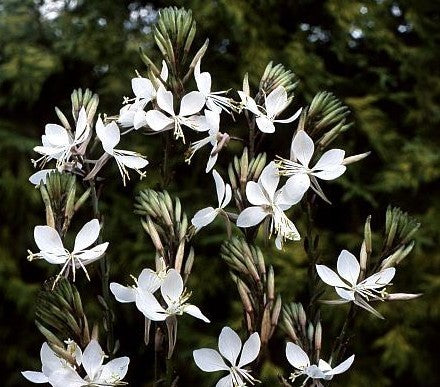 Gaura lindheimeri 'The Bride'