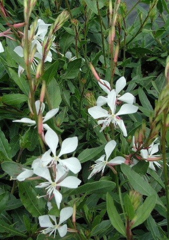 Gaura lindheimeri 'The Bride'