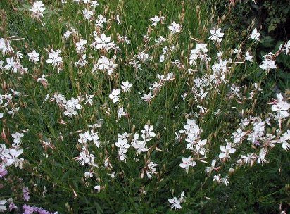 Gaura lindheimeri 'The Bride'