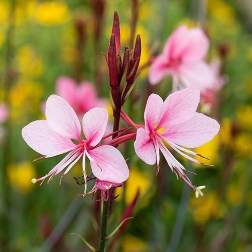 Gaura lindheimeri 'Pinky'