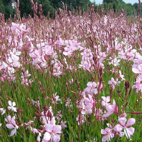 Gaura lindheimeri 'Pinky'