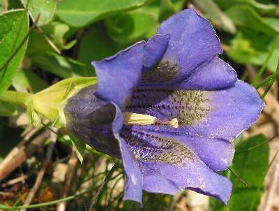 Stemless gentian