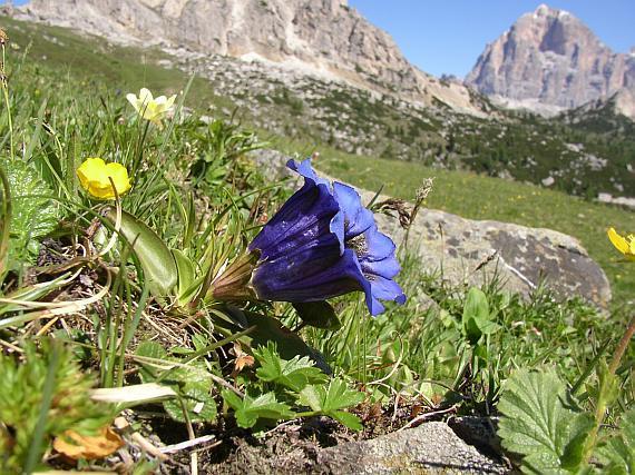 Stemless gentian