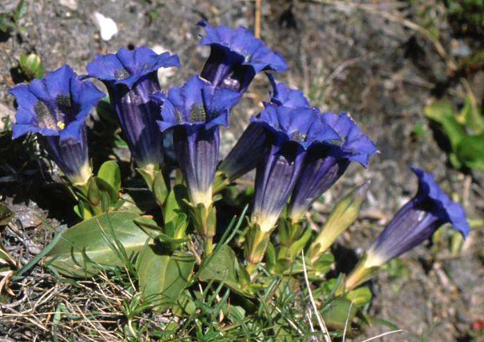 Stemless gentian