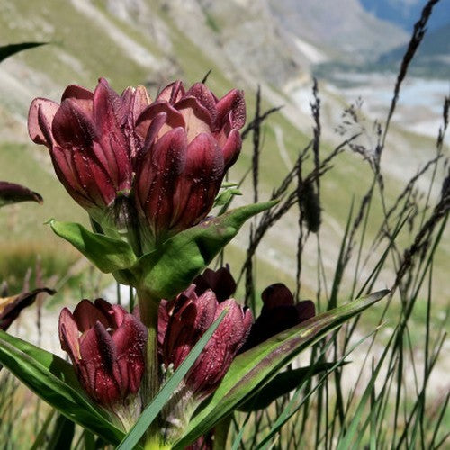 Purple Gentian