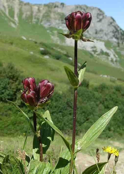 Purple Gentian