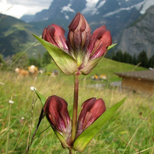 Purple Gentian