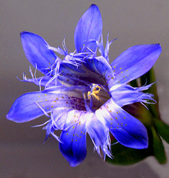 Gentiana septemfida Var.lagodeChiana Var. lagodeChiana