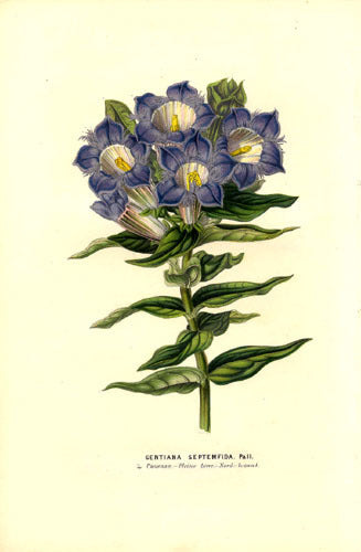 Gentiana septemfida Var.lagodeChiana Var. lagodeChiana