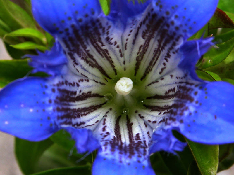 Gentiana septemfida Var.lagodeChiana Var. lagodeChiana
