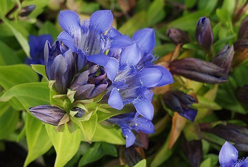 Gentiana septemfida Var.lagodeChiana Var. lagodeChiana