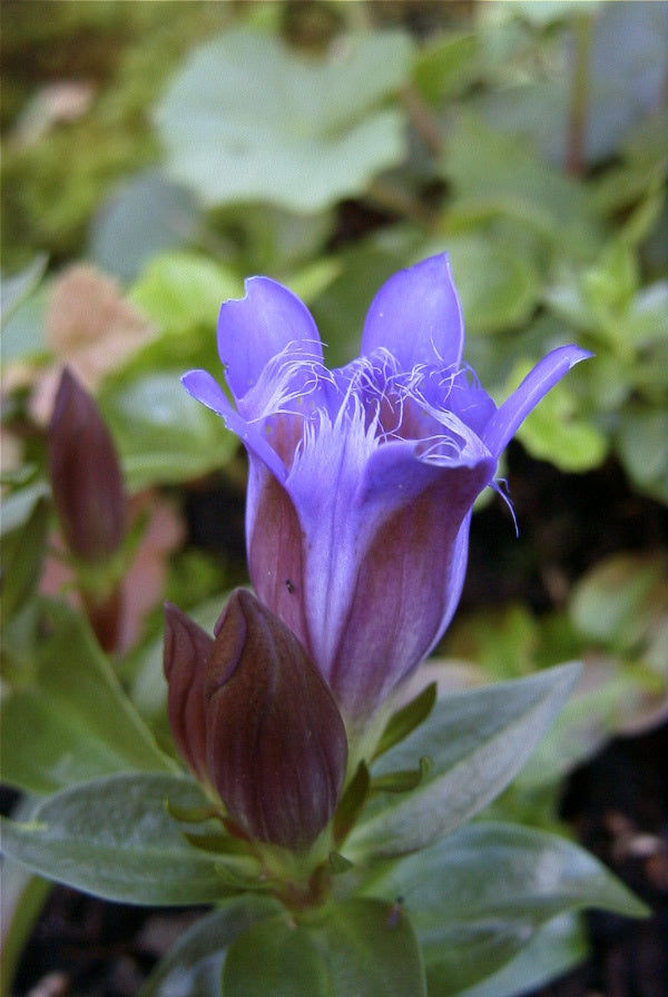 Gentiana septemfida Var.lagodeChiana Var. lagodeChiana