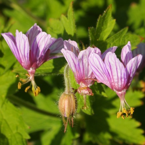Geranium aristatum