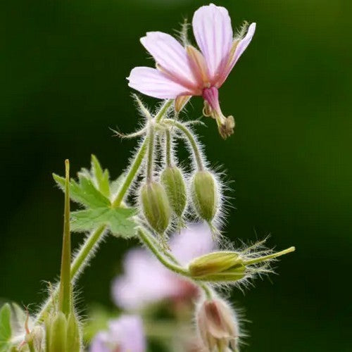 Geranium aristatum