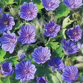 OKE Geranium bohemicum 'Orchid Blue'