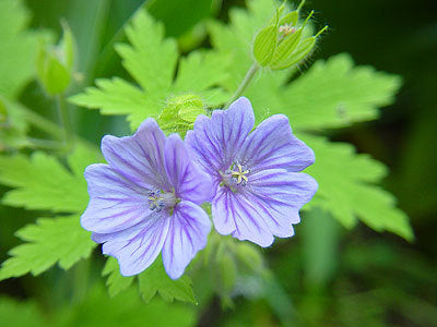 OKE Geranium bohemicum 'Orchid Blue'