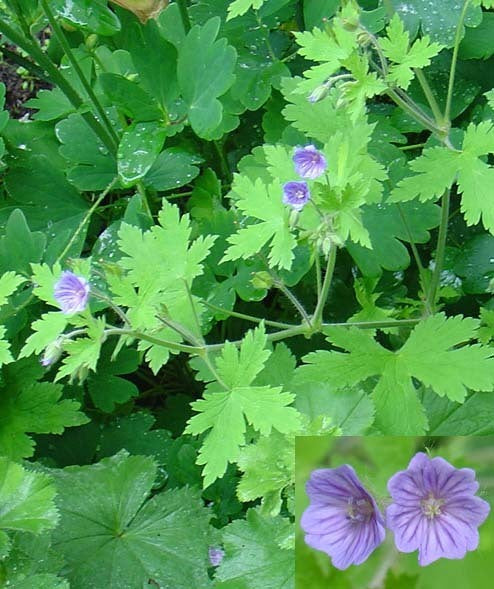 Is Geranium Native Geranium bohemicum 'Orchid Blue' | Vreeken's Zaden