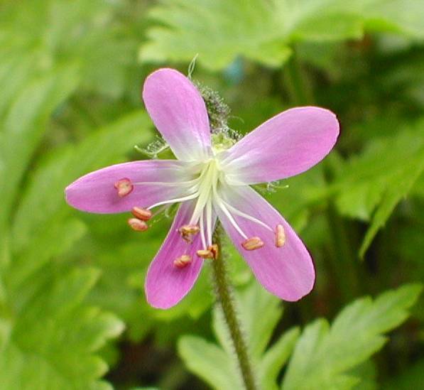 Geranium canariense