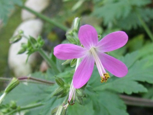 Geranium canariense