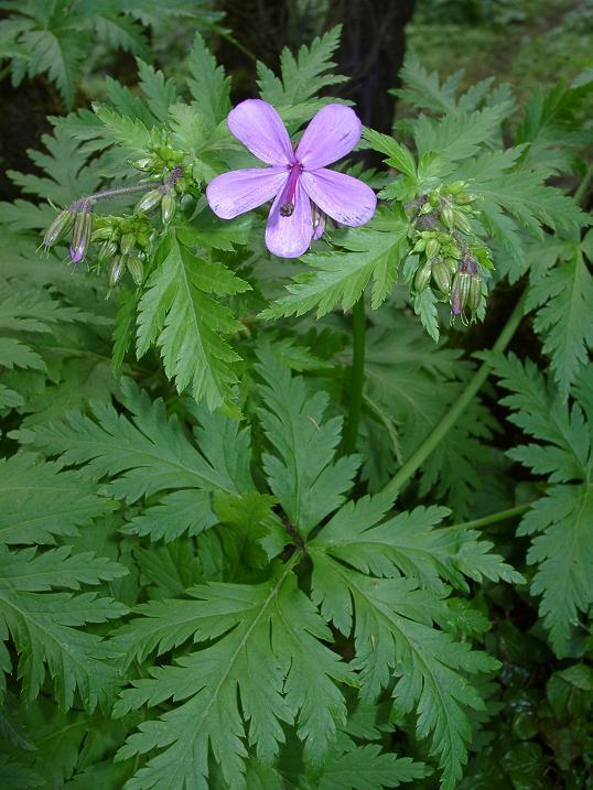 Geranium canariense