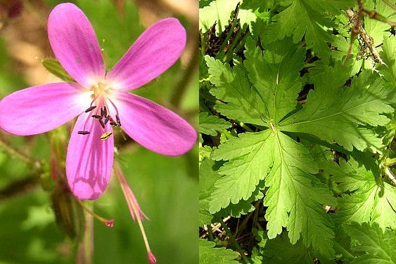 Geranium canariense