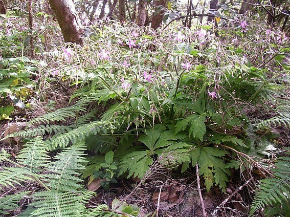 Geranium canariense