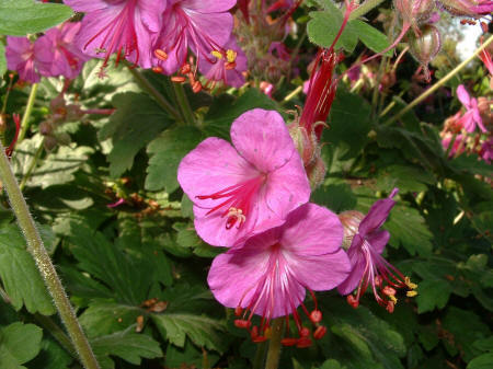 Geranium macrorrhizum 'Czakor'