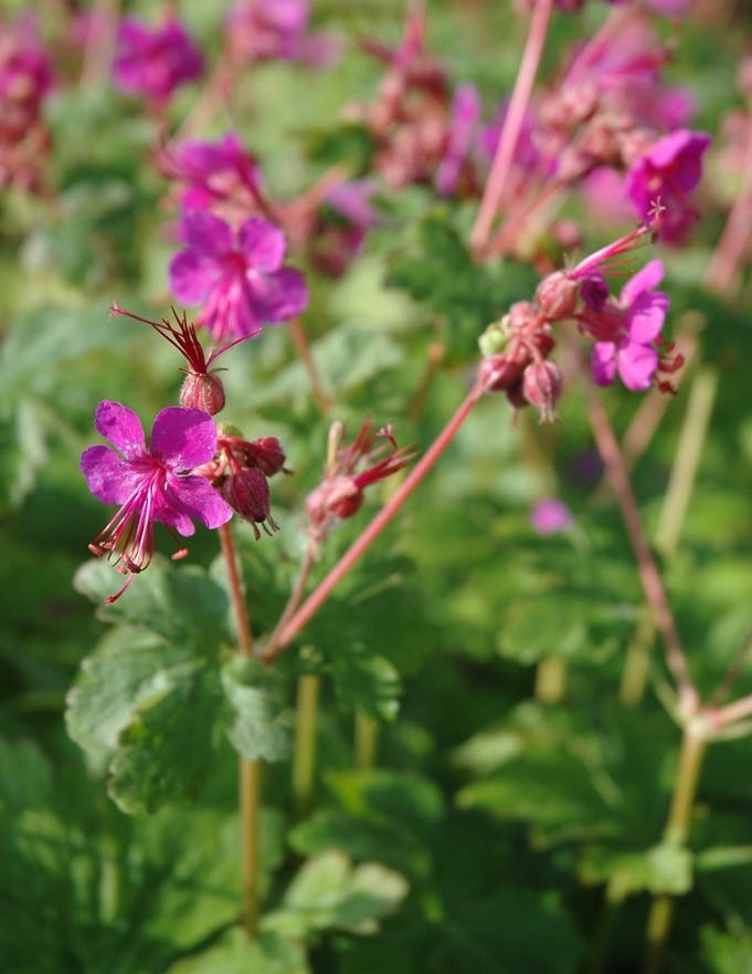 Geranium macrorrhizum 'Czakor'